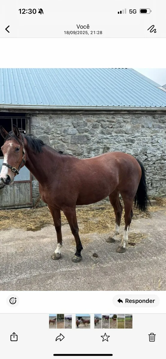 3 Year Old Bay Filly - Image 2