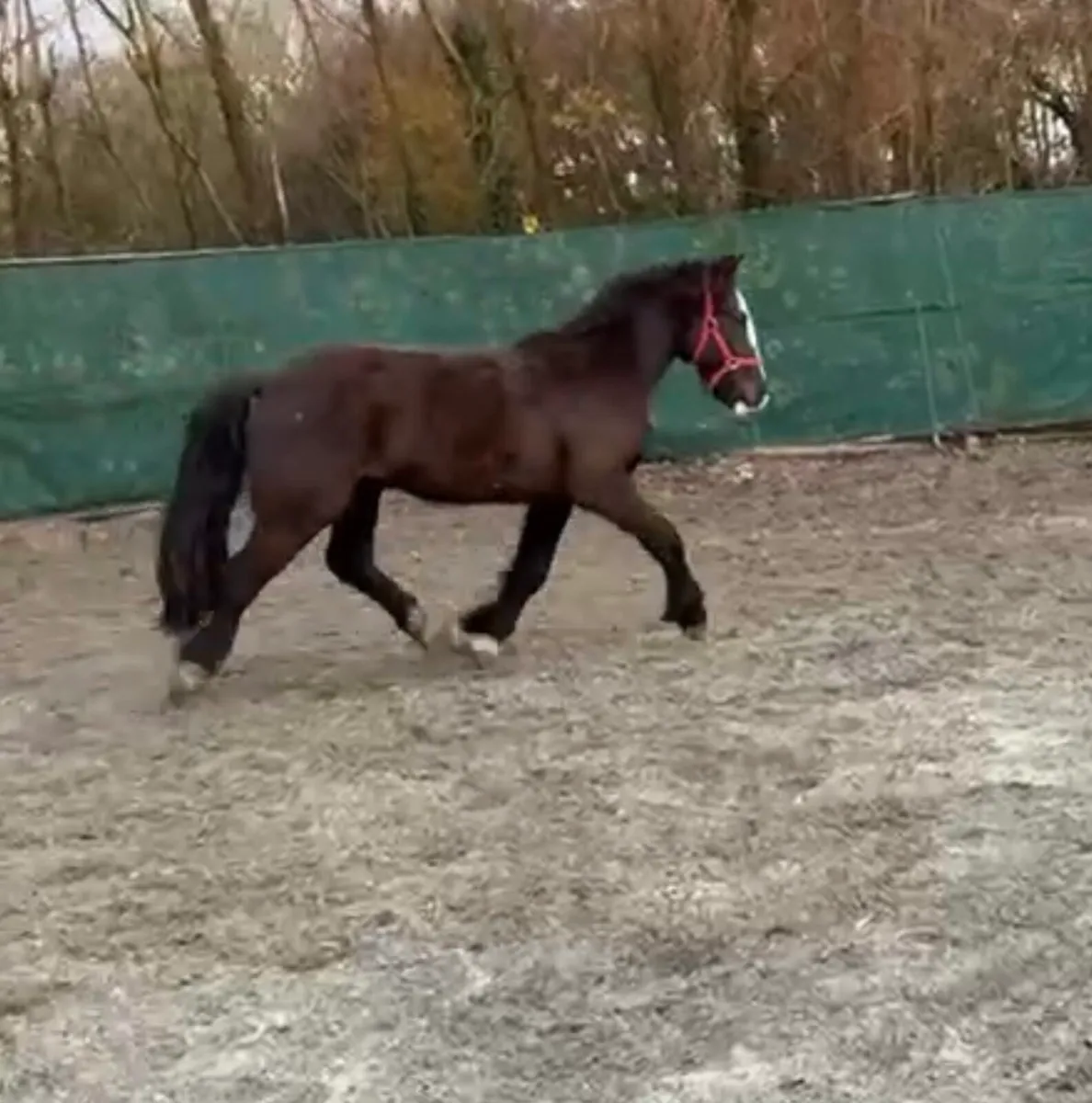 SELECTION OF PONIES, 4yo & UPWARDS - Image 4