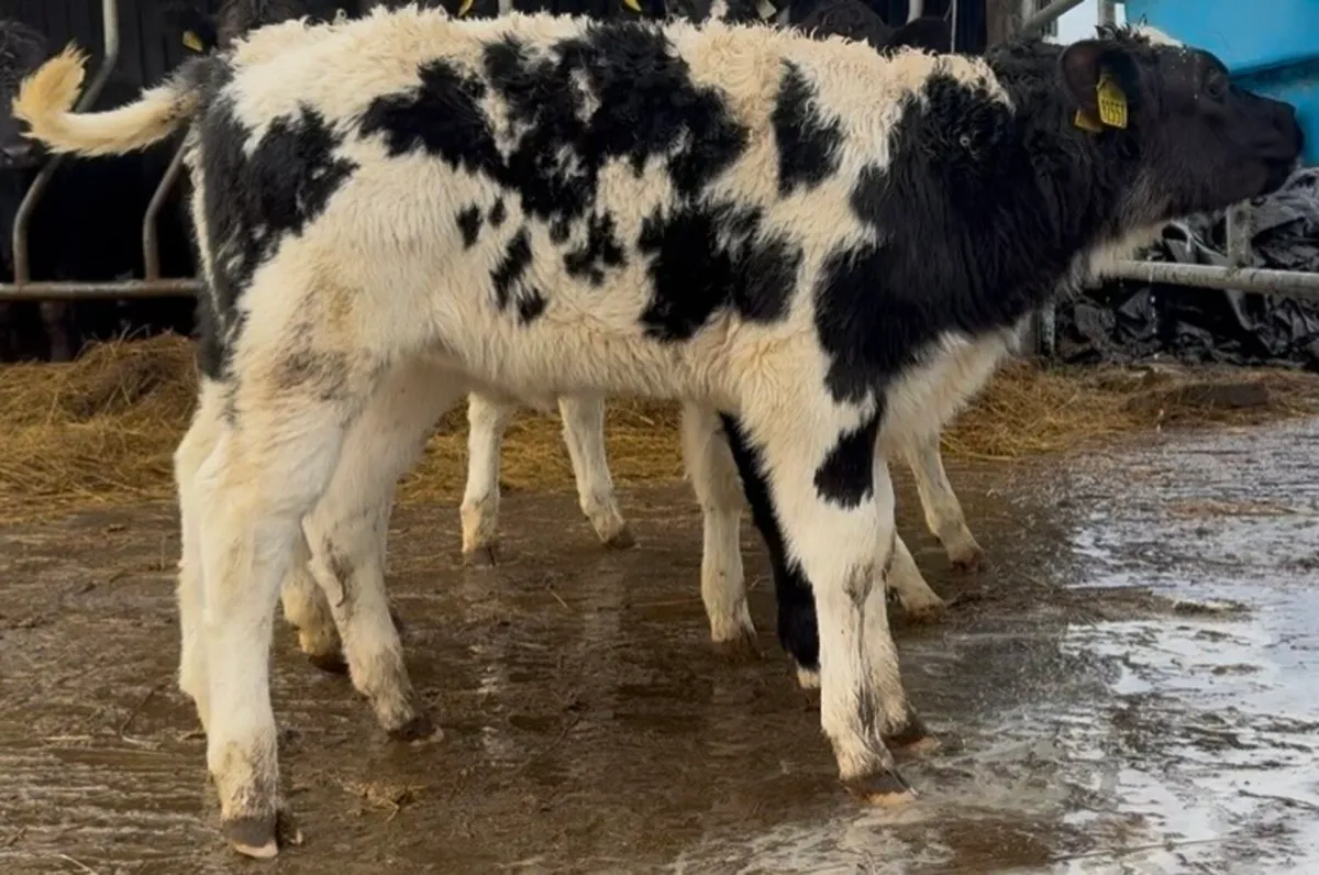 5 Serious AI’d BB heifer calves - Image 1
