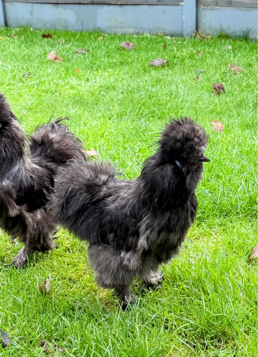 Silkie - Image 1