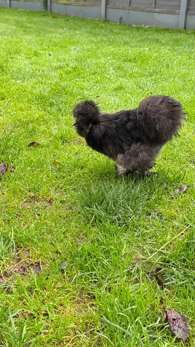 Silkie - Image 4