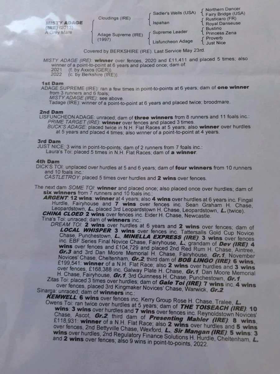 2022 TB gelding - Image 2