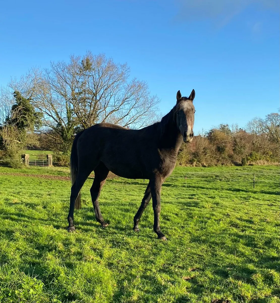 2022 TB gelding - Image 1