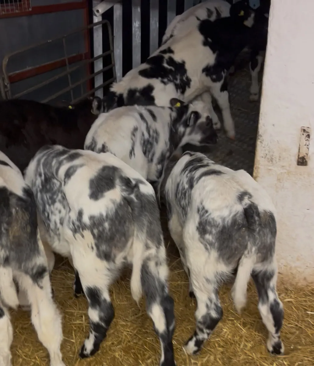 UP UP & AWAY @ Parkmore Calf Farm - Image 1