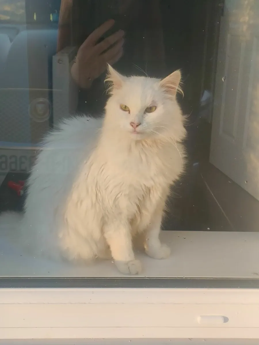 White Persian Mix Cat - Image 1