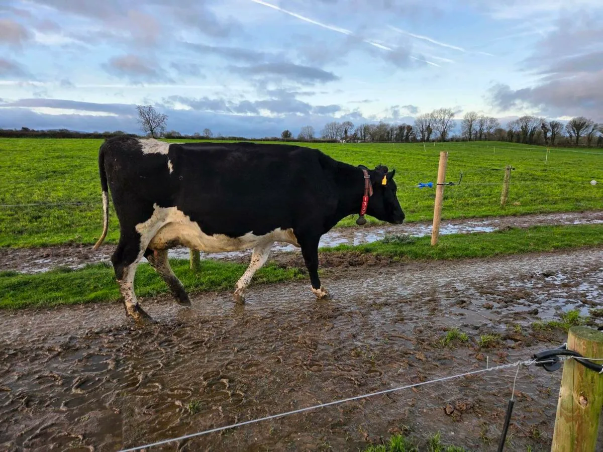 Young early calving cows - Image 1