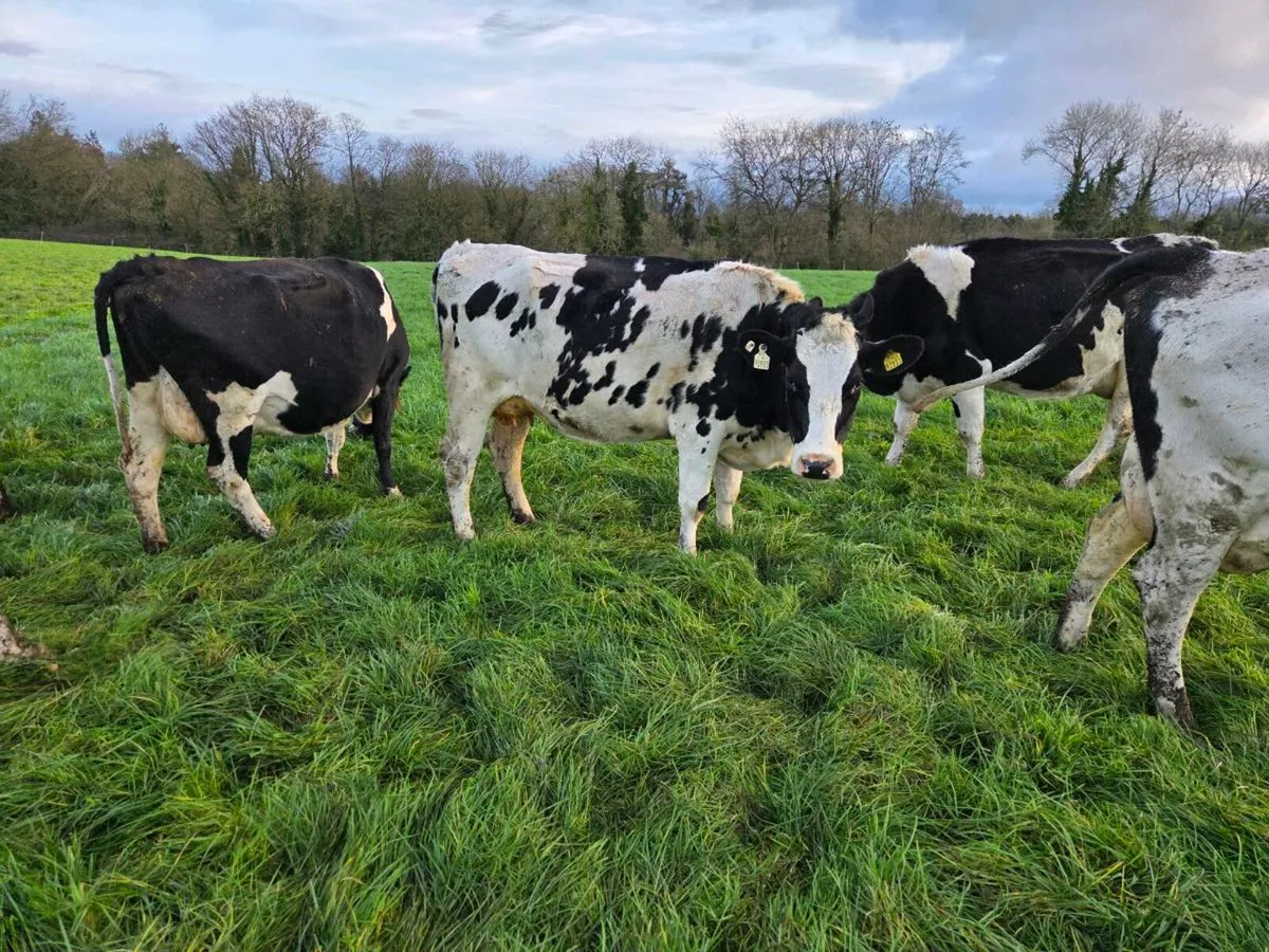 Young early calving cows - Image 2