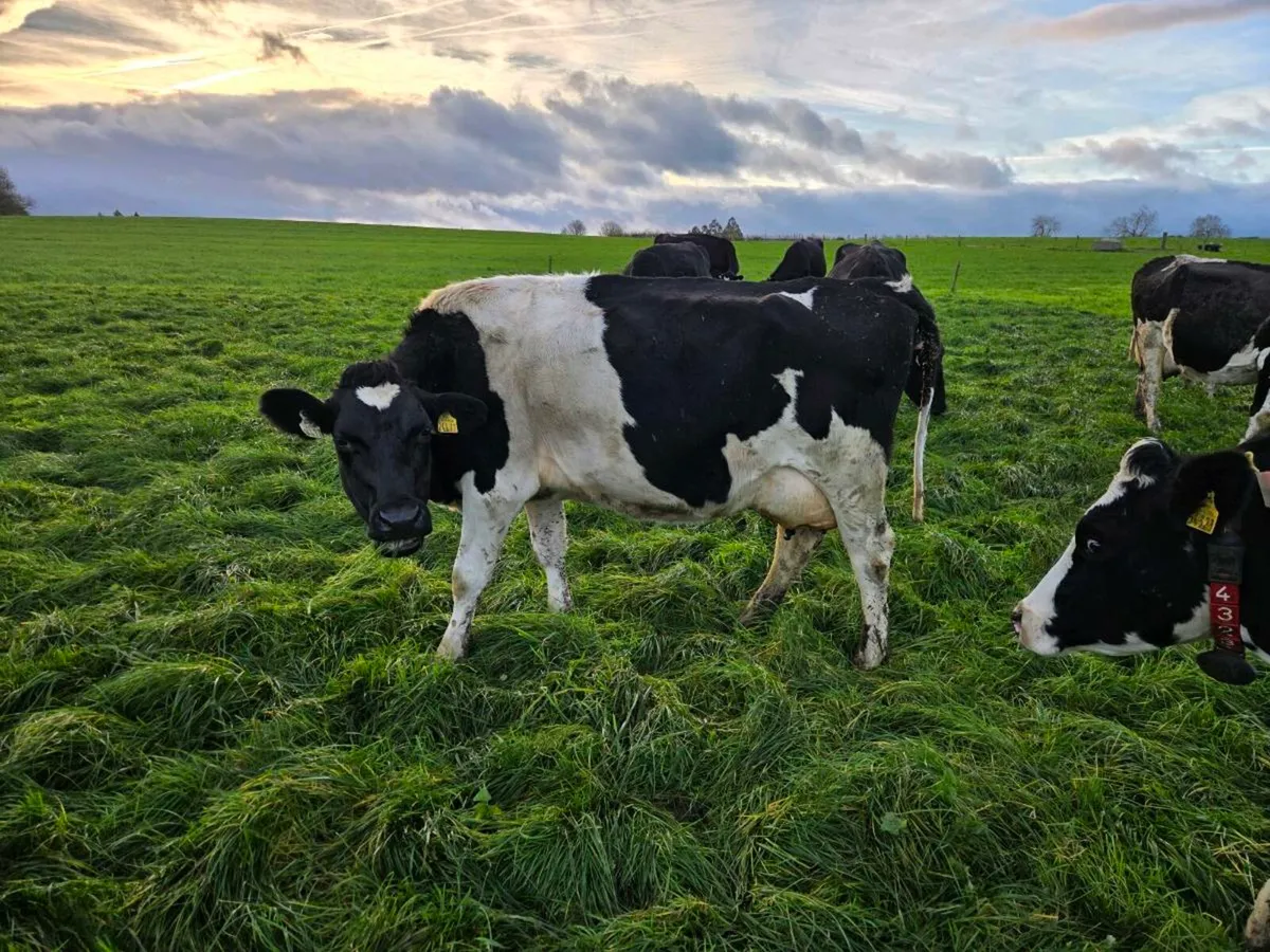 Young early calving cows - Image 3