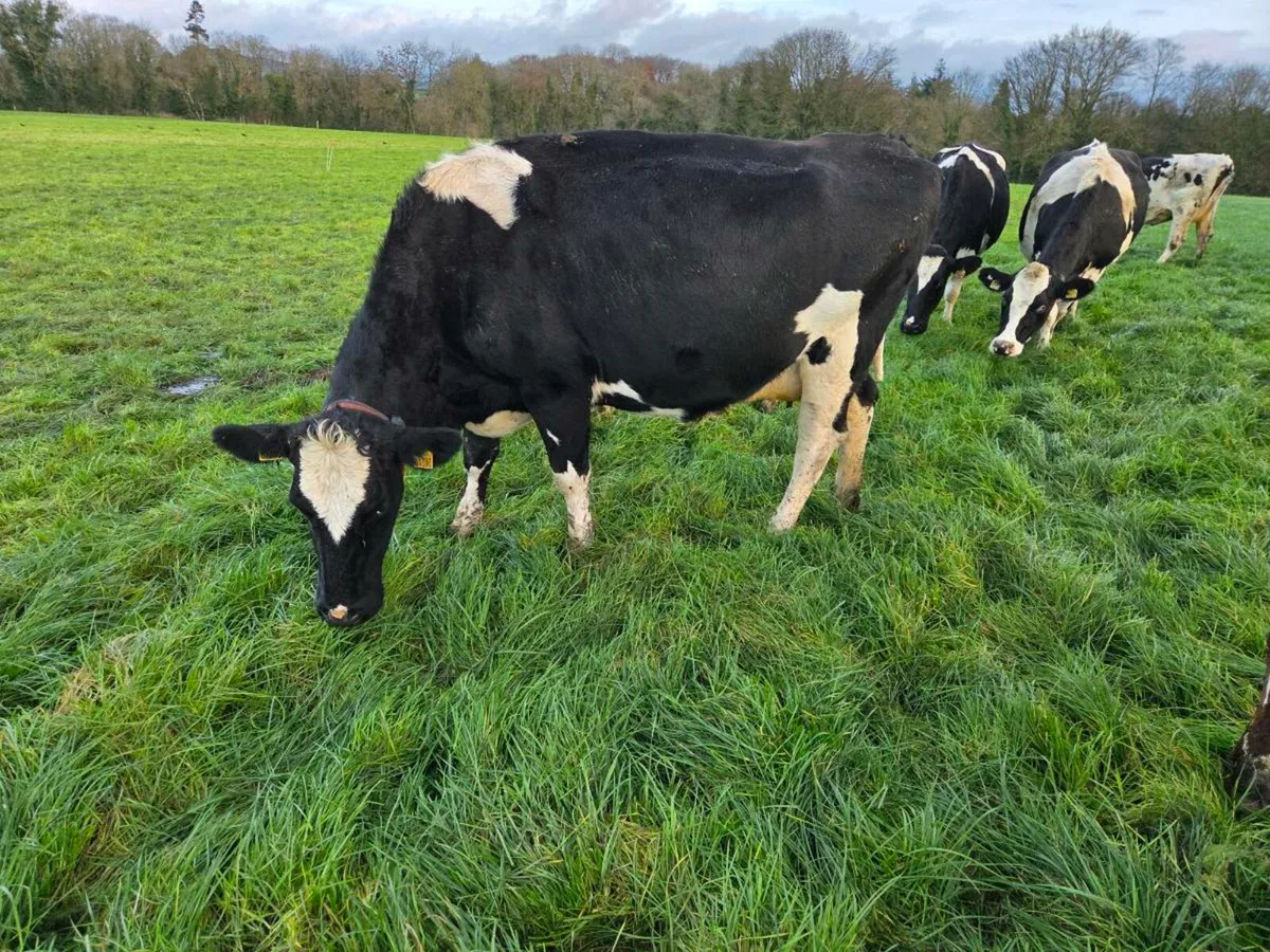 Young early calving cows - Image 4