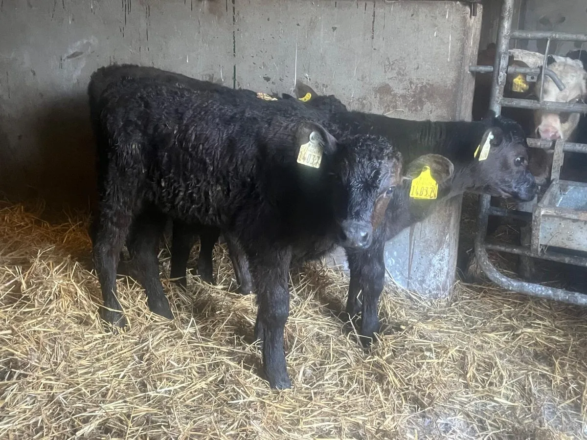 9 super Angus suck calf’s - Image 1