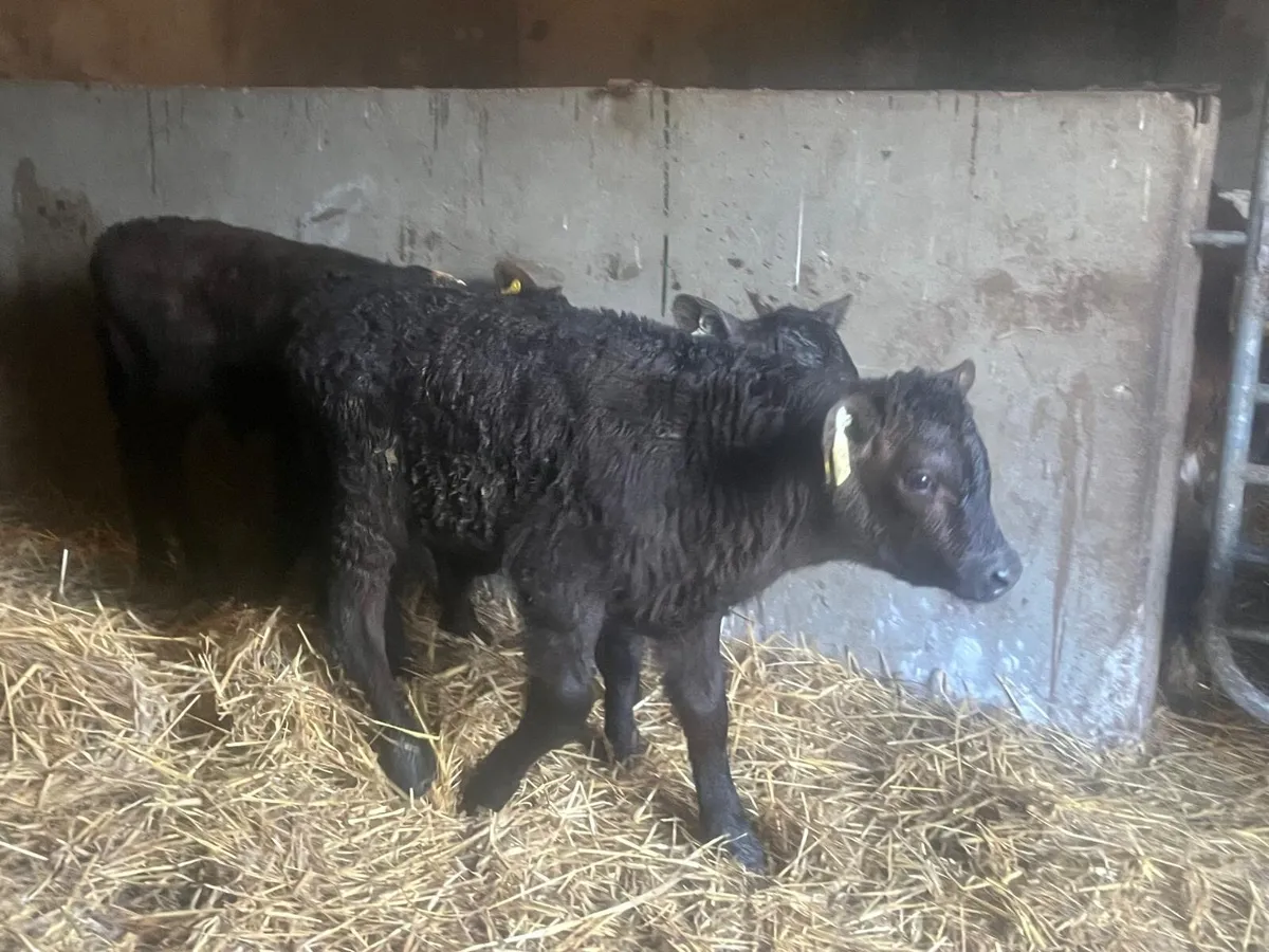 9 super Angus suck calf’s - Image 2