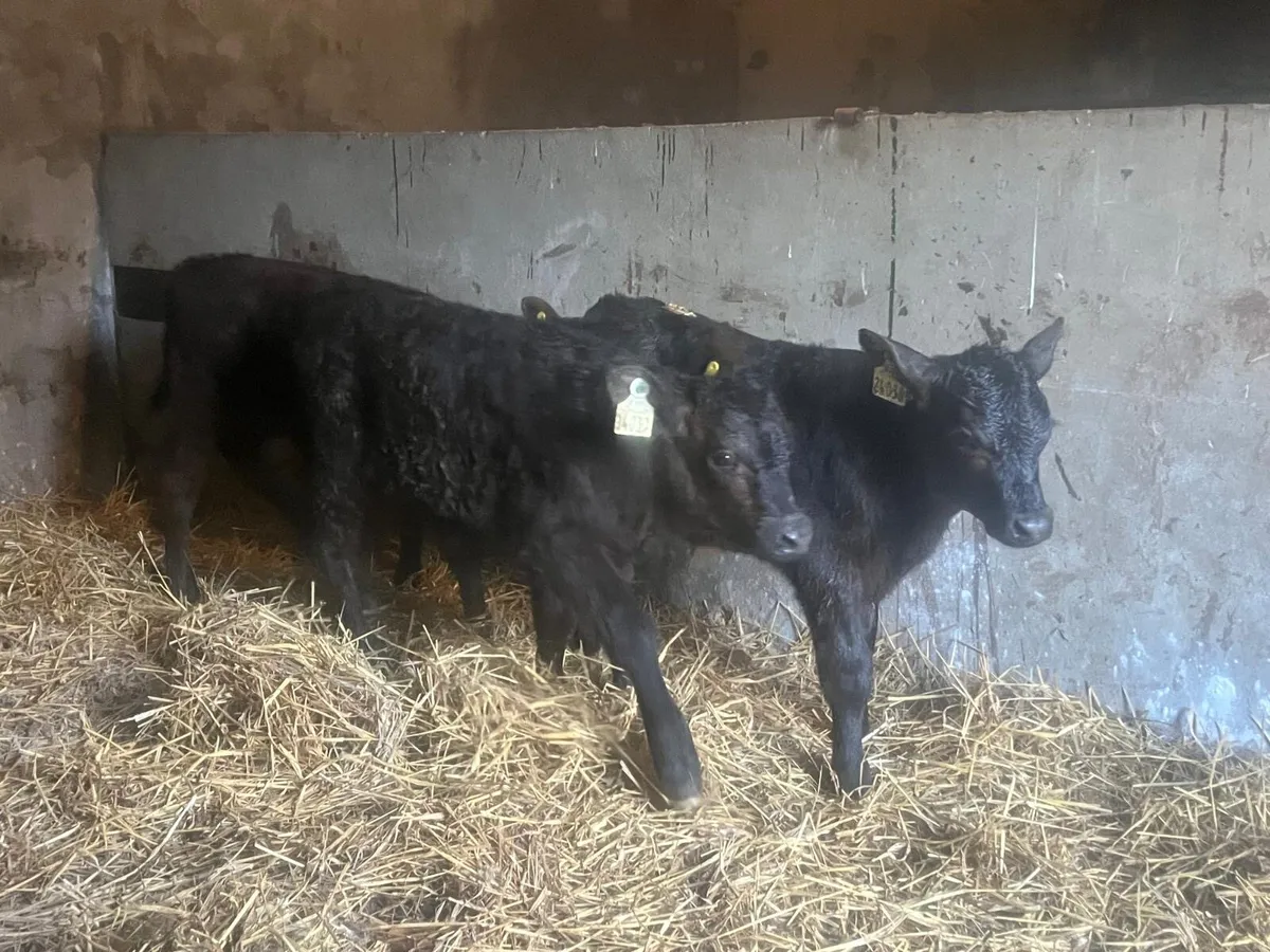 9 super Angus suck calf’s - Image 3
