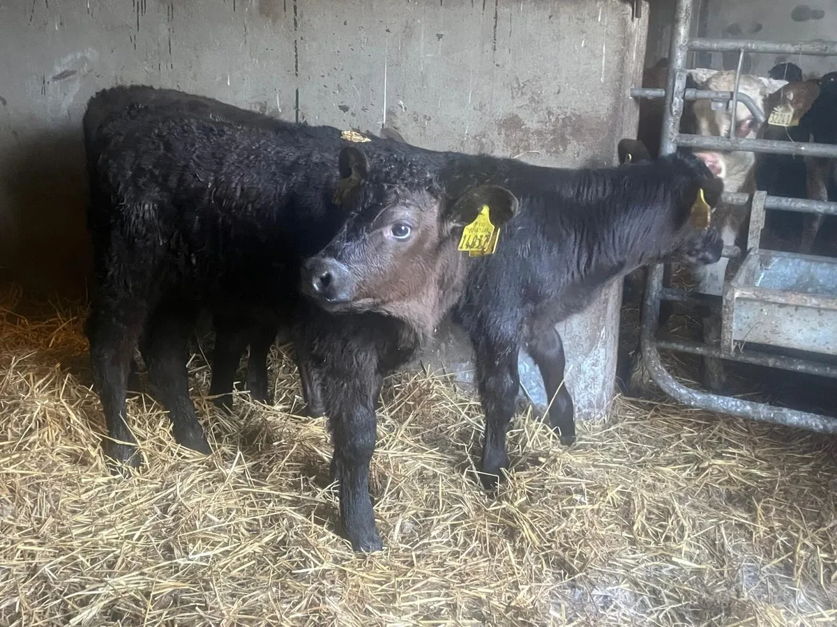 9 super Angus suck calf’s - Image 4