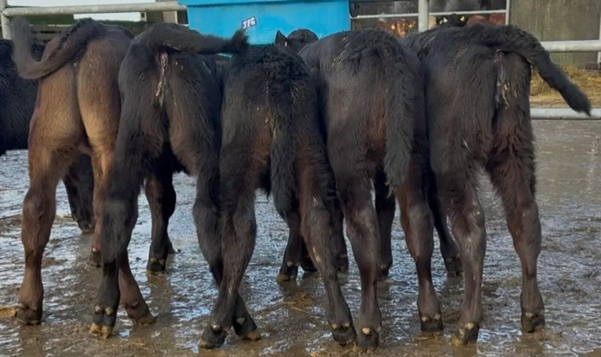 Nice quality black AA heifer calves for sale - Image 1