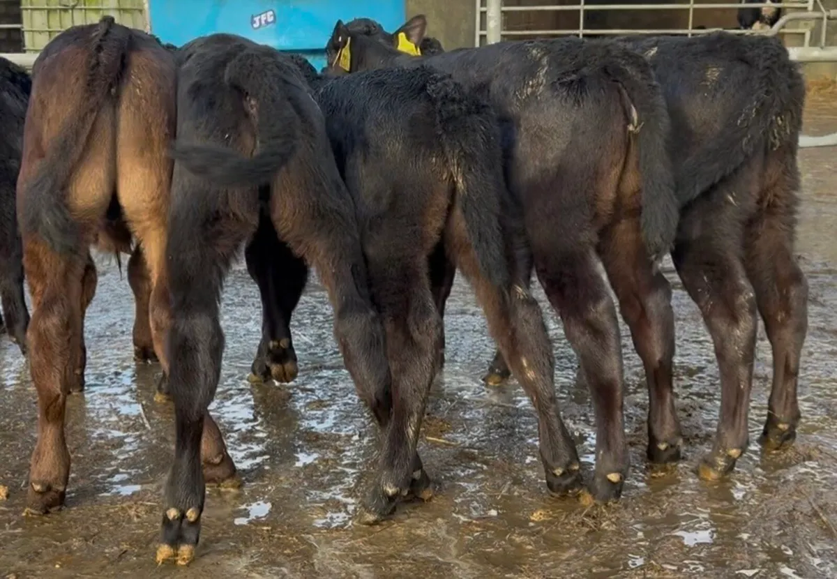 Nice quality black AA heifer calves for sale - Image 2