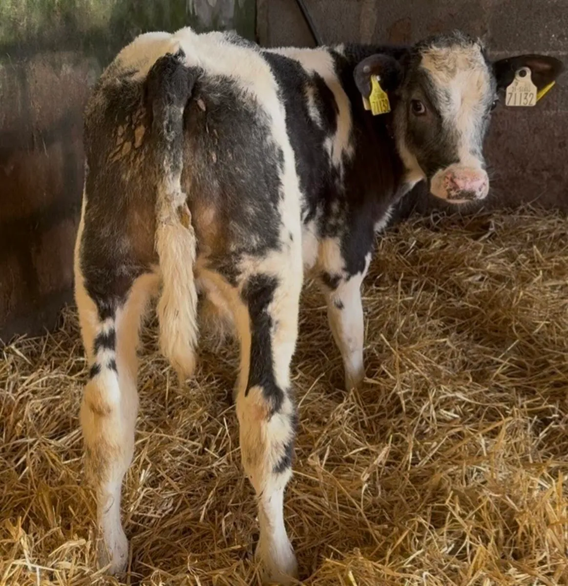 5 super BB bull calves - Image 1