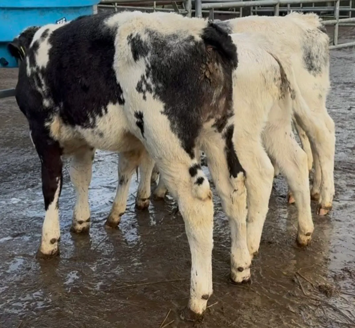 5 super BB bull calves - Image 2