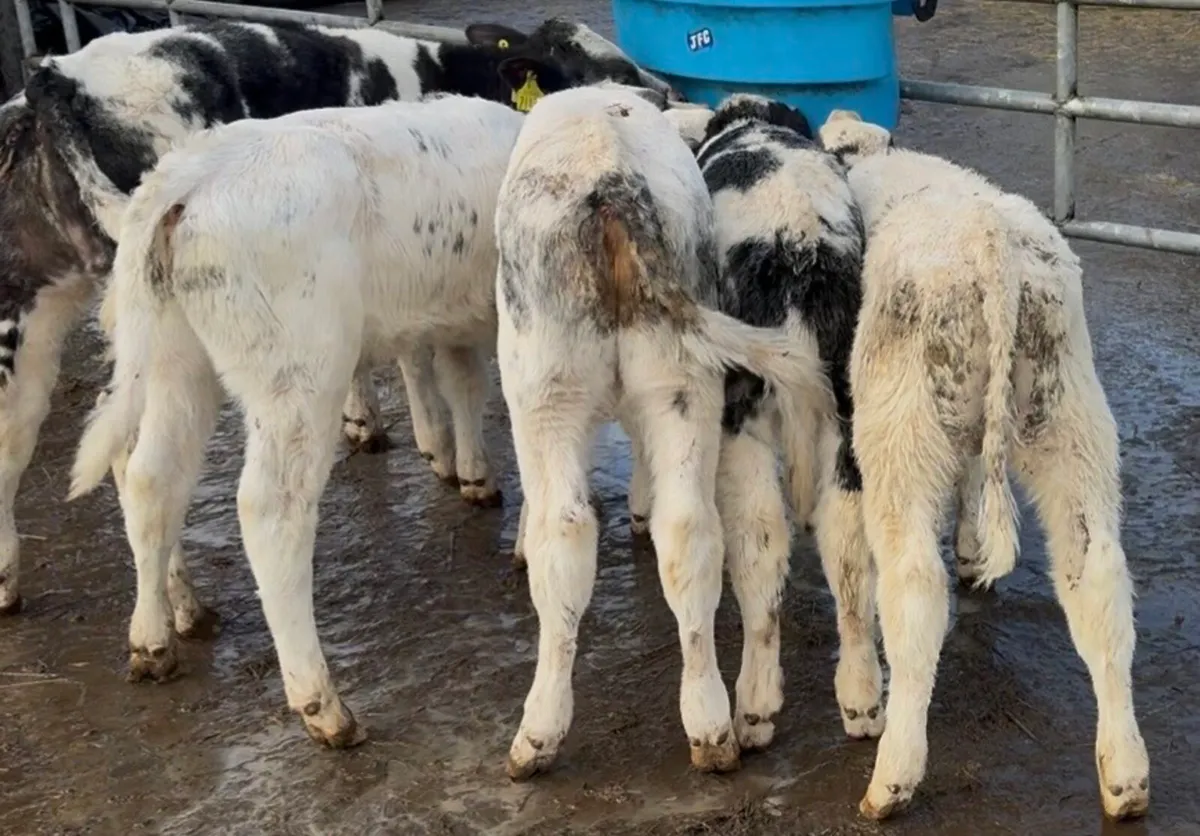 5 super BB bull calves - Image 3