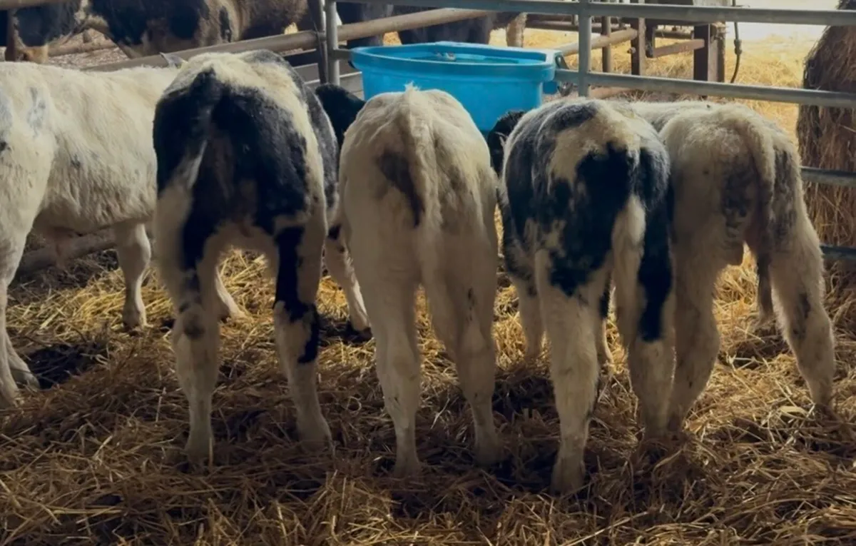 5 super BB bull calves - Image 4