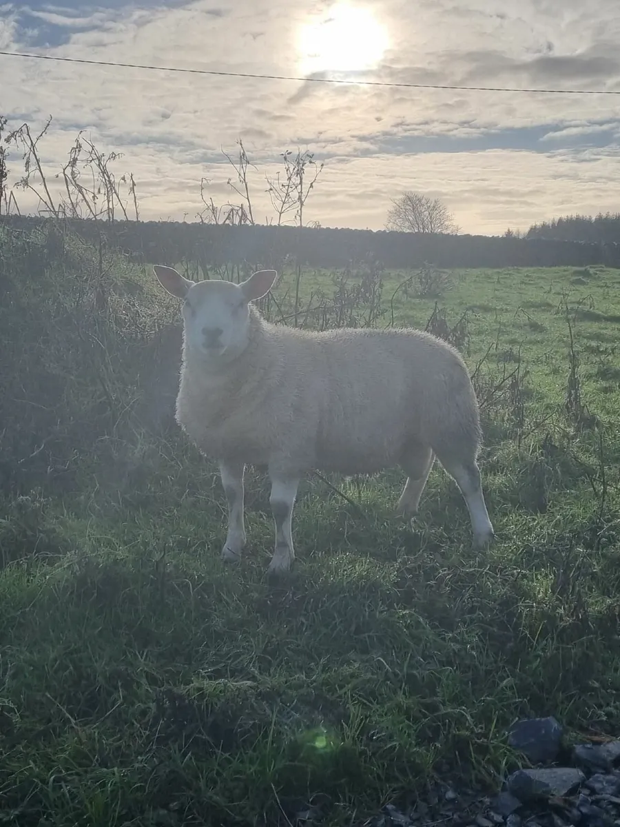 Texal Ram Lamb for sale - Image 1
