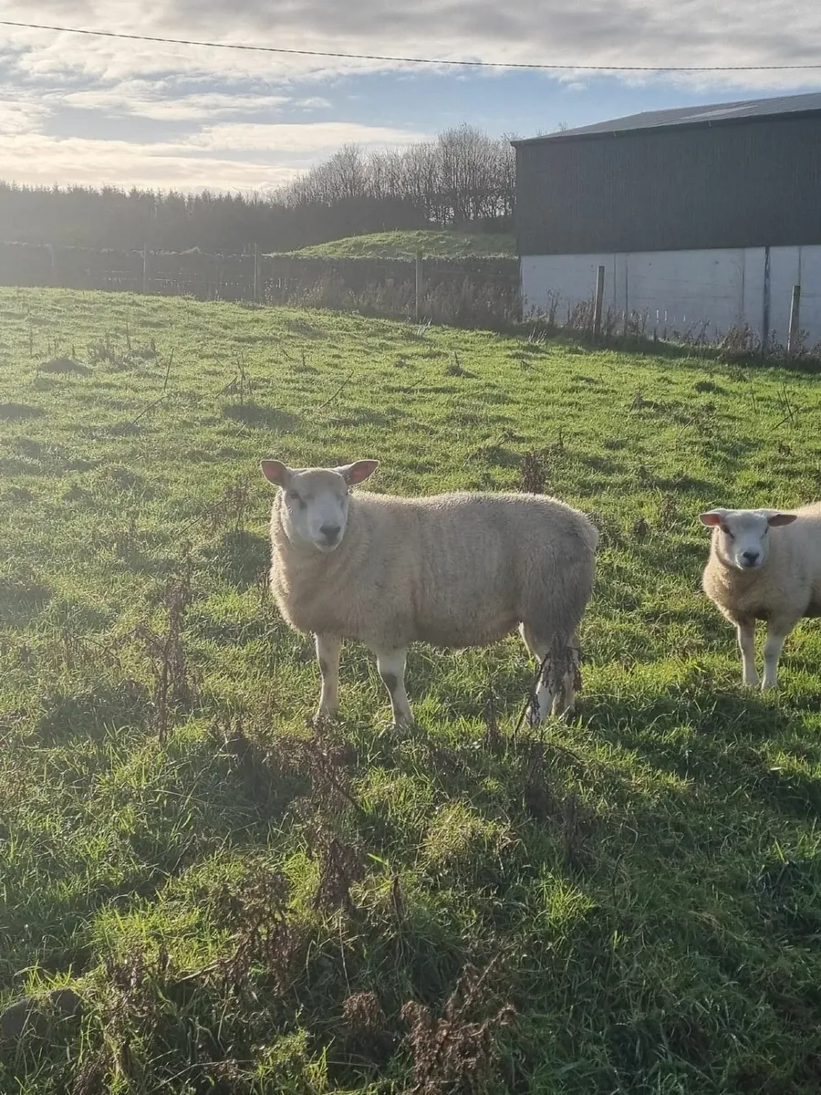 Texal Ram Lamb for sale - Image 2