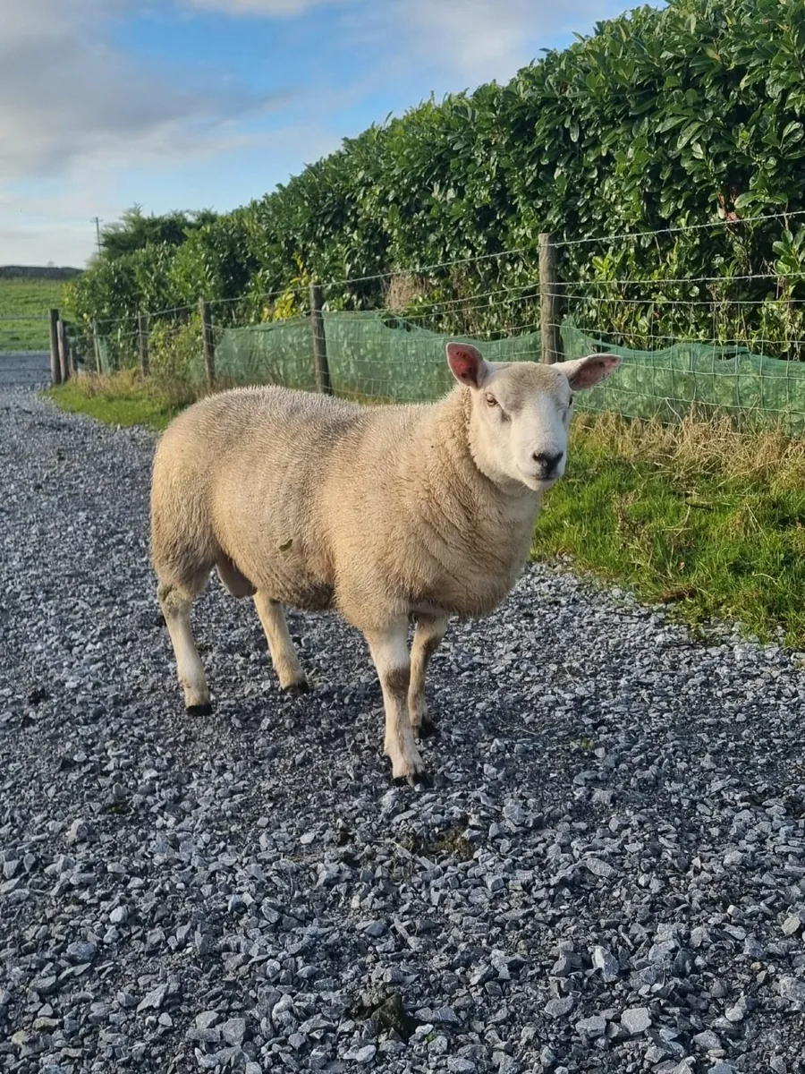 Texal Ram Lamb for sale - Image 3