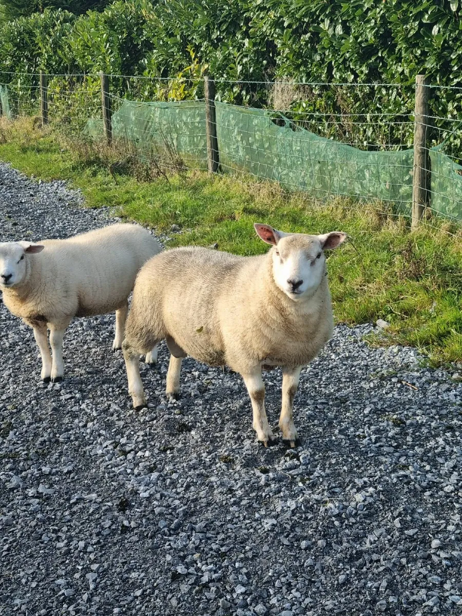 Texal Ram Lamb for sale - Image 4