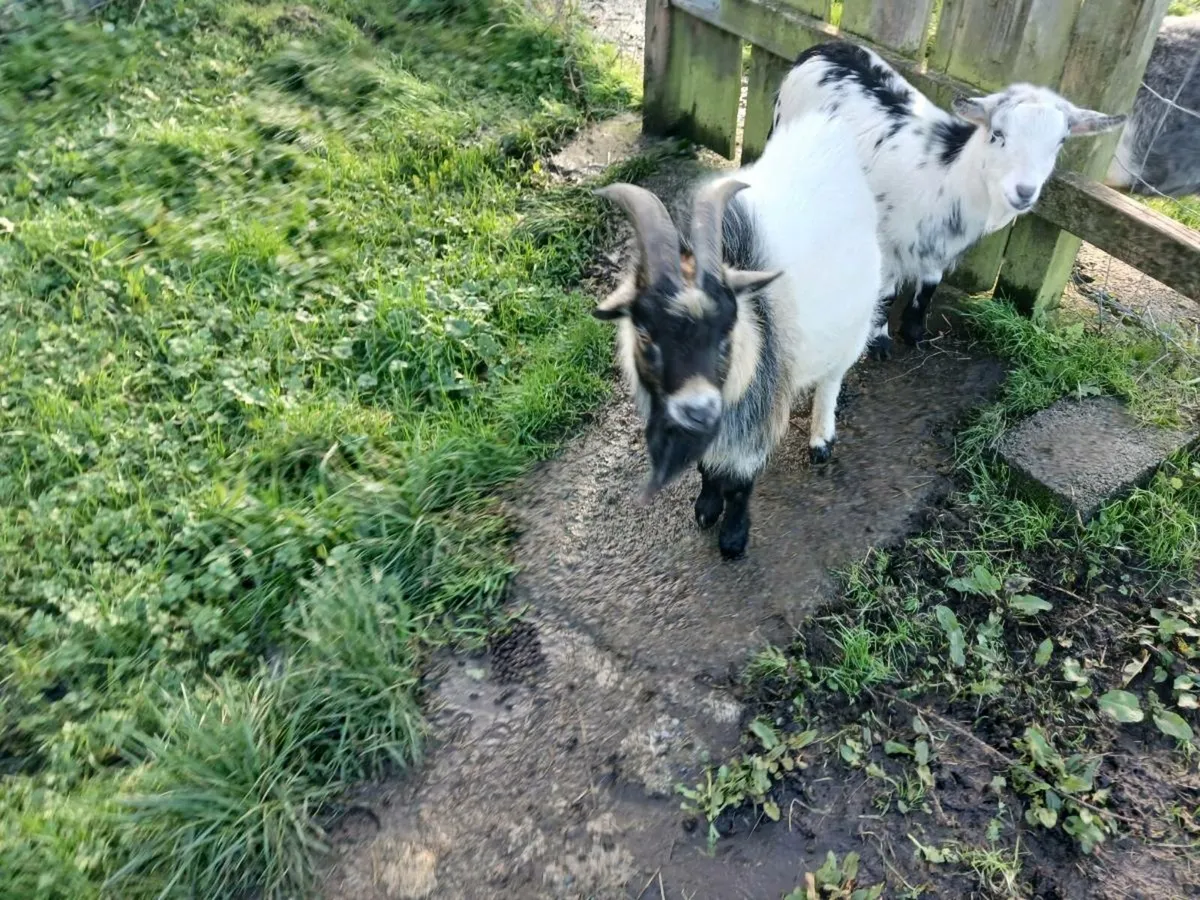 PYGMY BUCK SERVICE FOR STUD - Image 1