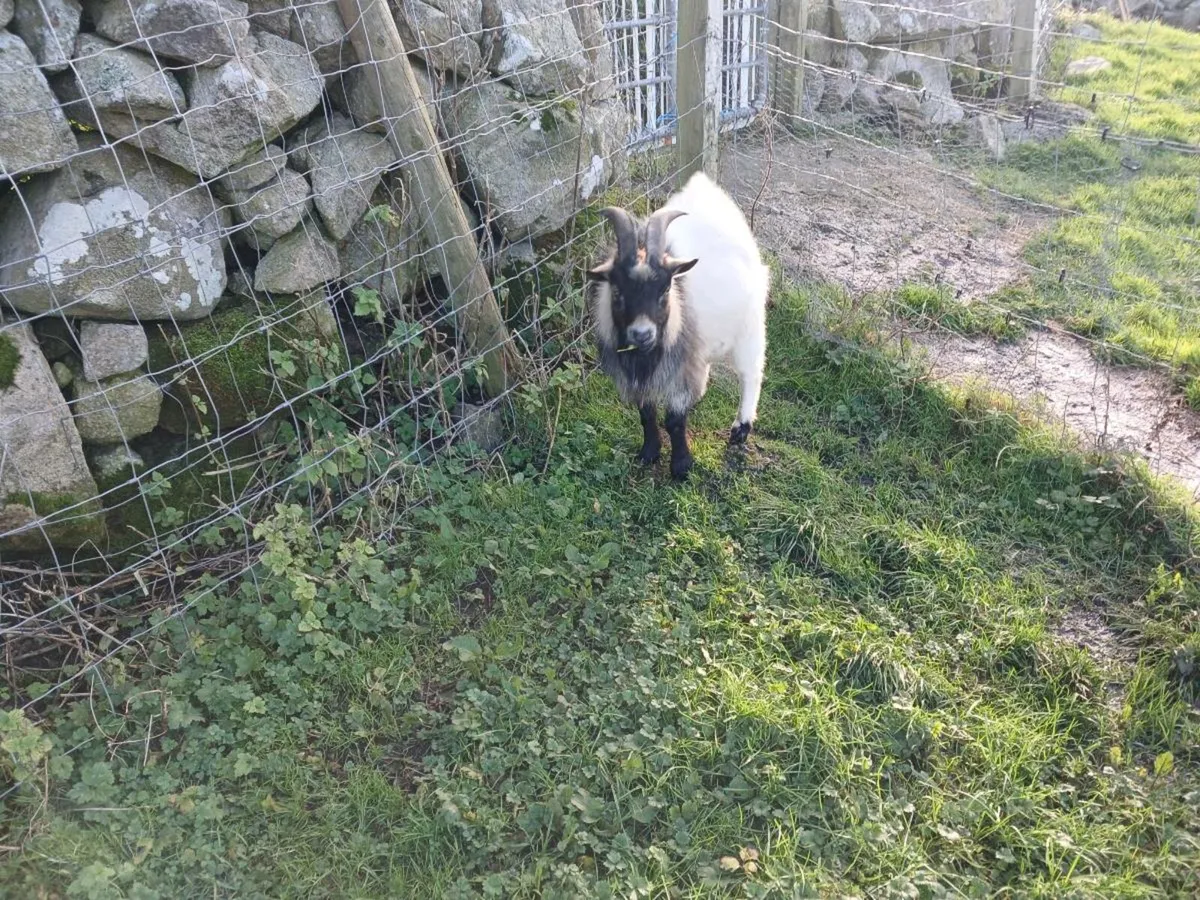 PYGMY BUCK SERVICE FOR STUD - Image 2