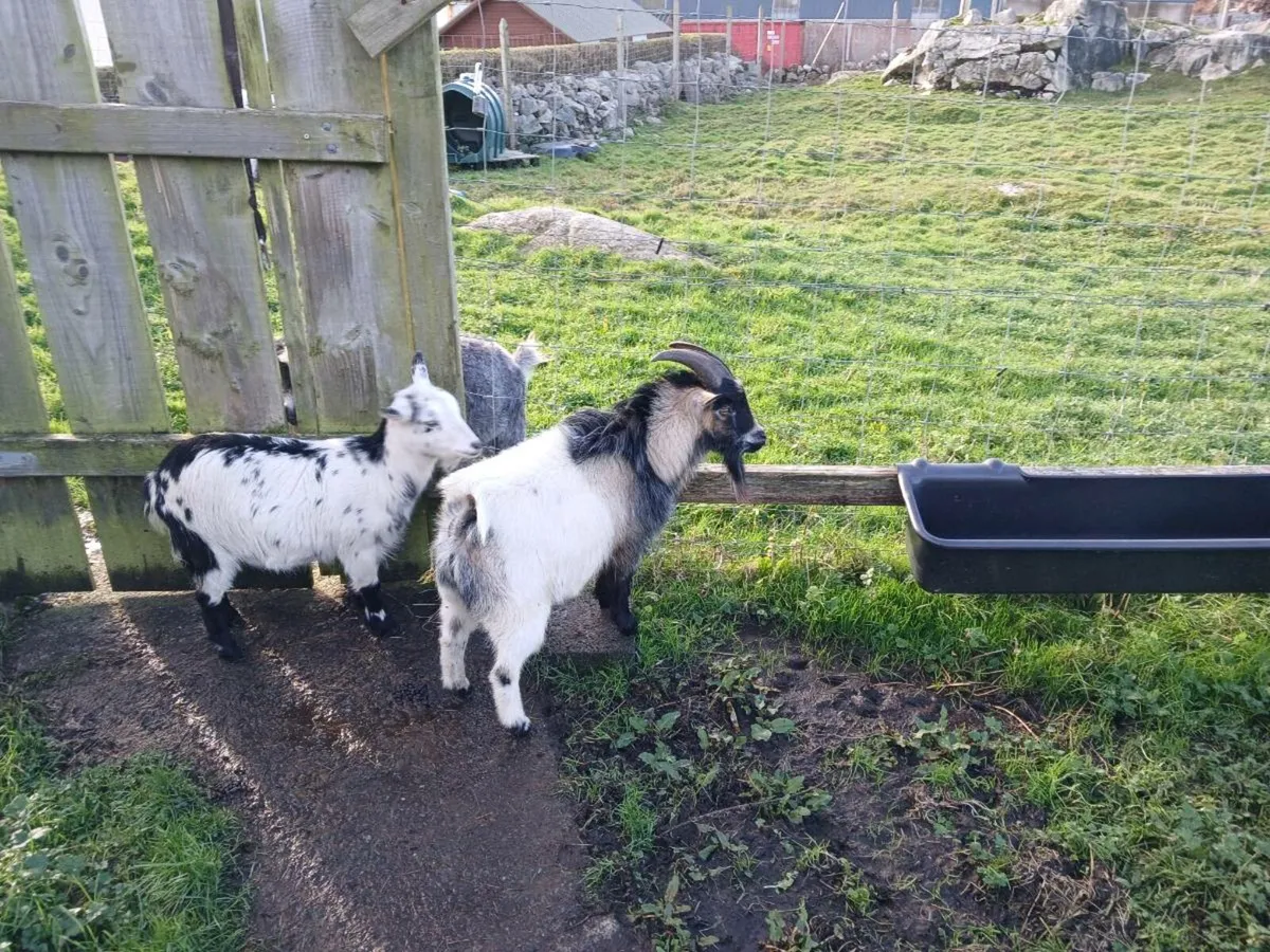 PYGMY BUCK SERVICE FOR STUD - Image 3