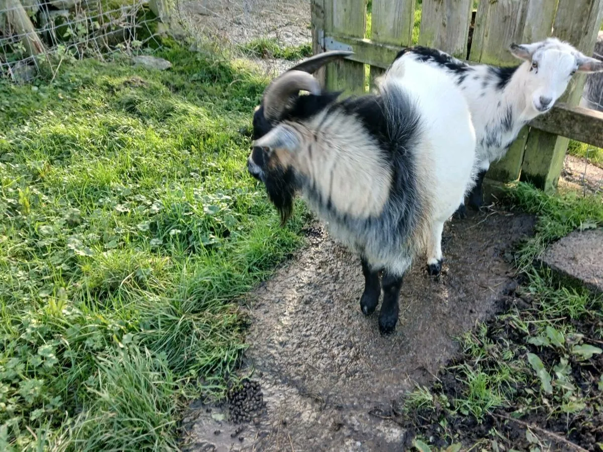 PYGMY BUCK SERVICE FOR STUD - Image 4
