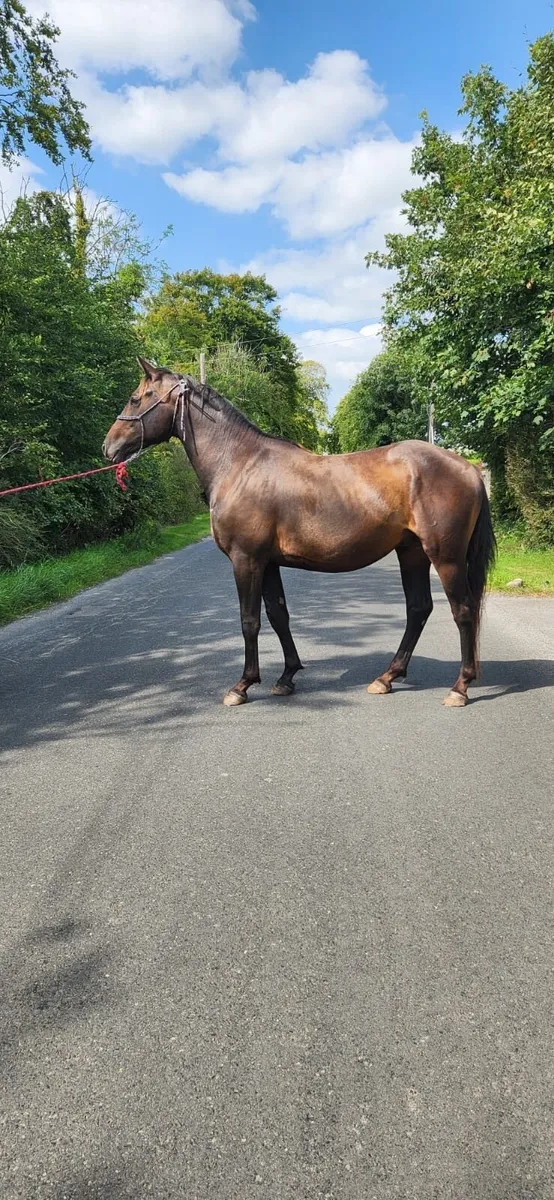 Connemara x ish - Image 2