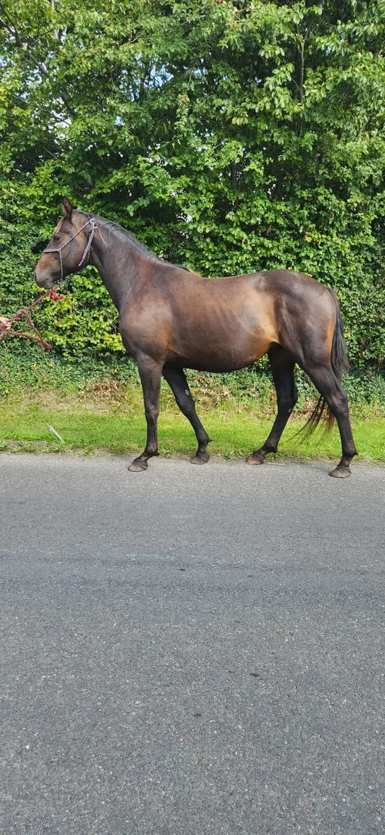 Connemara x ish - Image 3