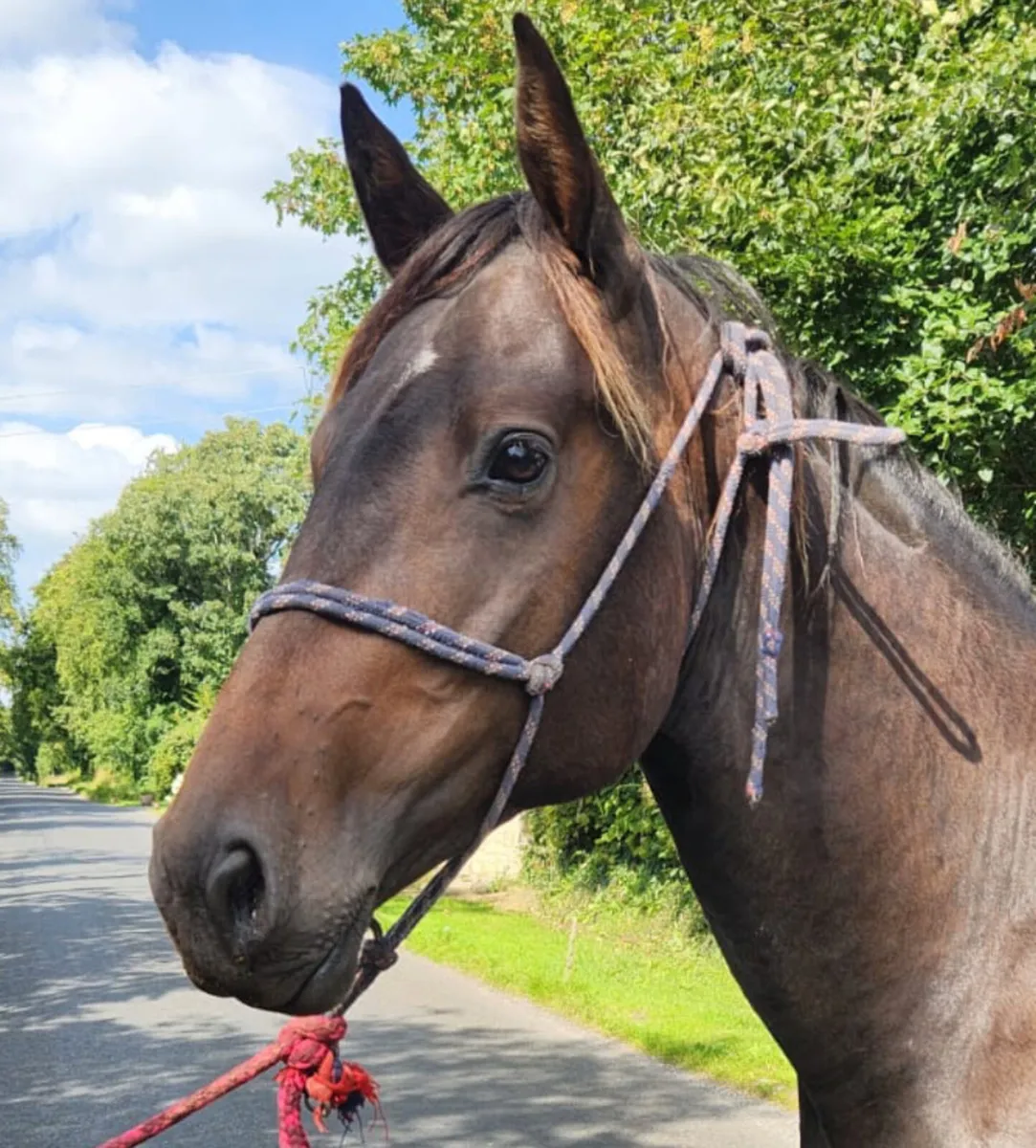 Connemara x ish - Image 4