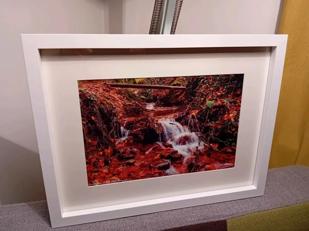 Curragh Woods,  East Cork - Image 2