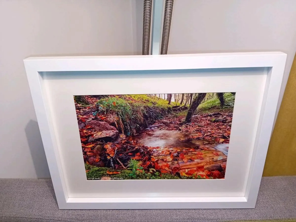 Curragh Woods,  East Cork - Image 1