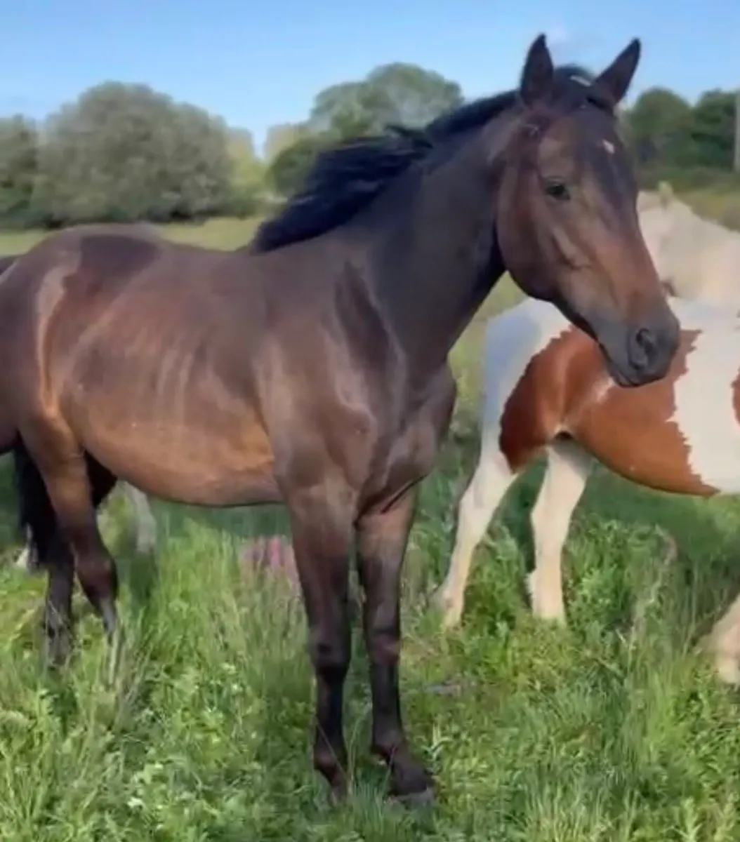 Connemara x ish - Image 1