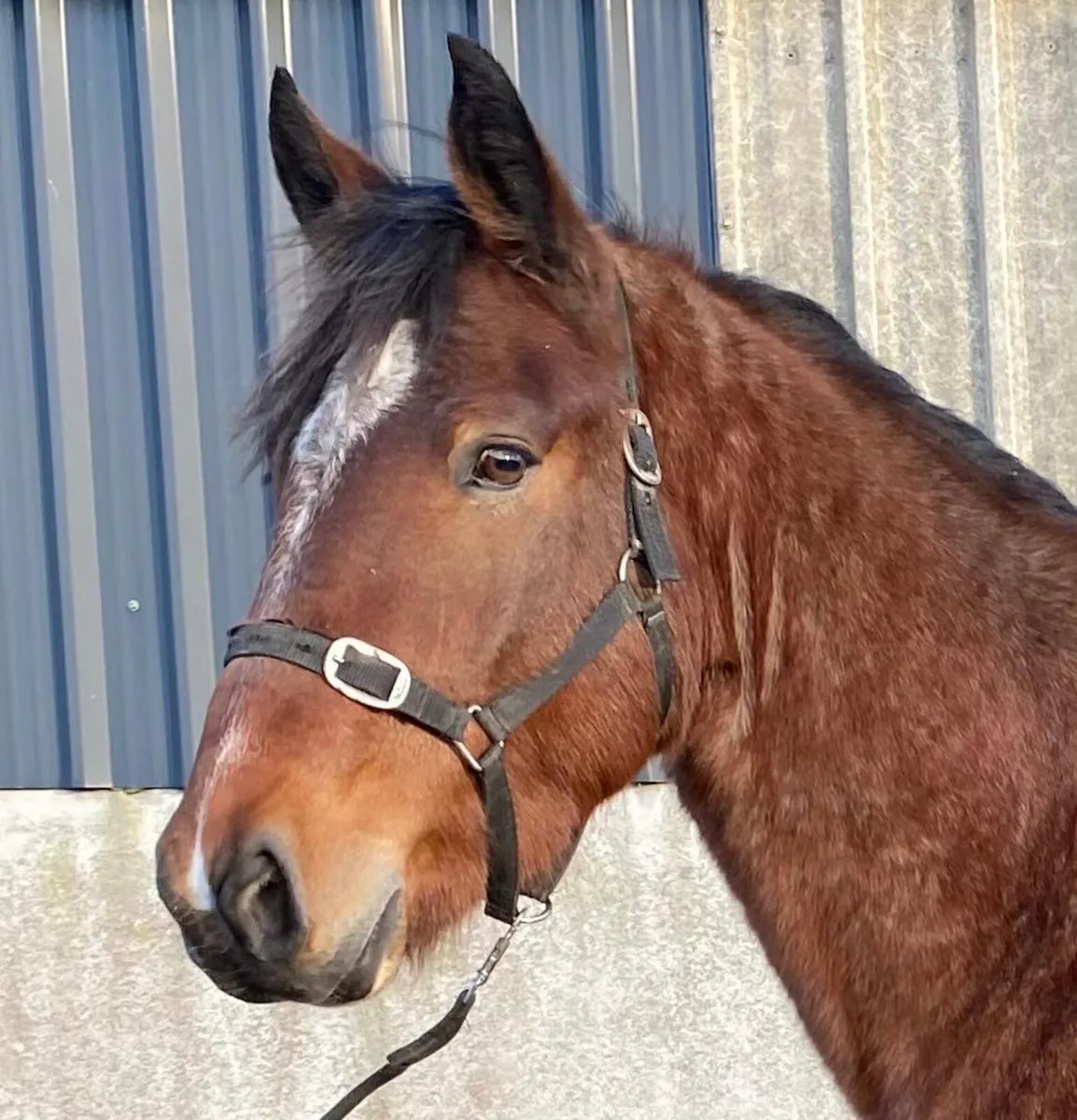 Lot 13 Clifden sales - Image 1