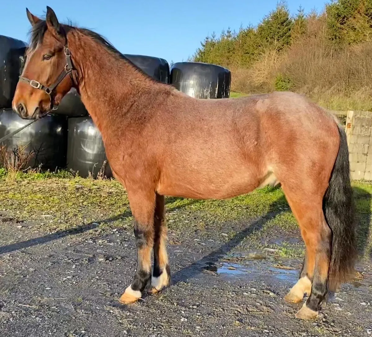 Lot 13 Clifden sales - Image 2