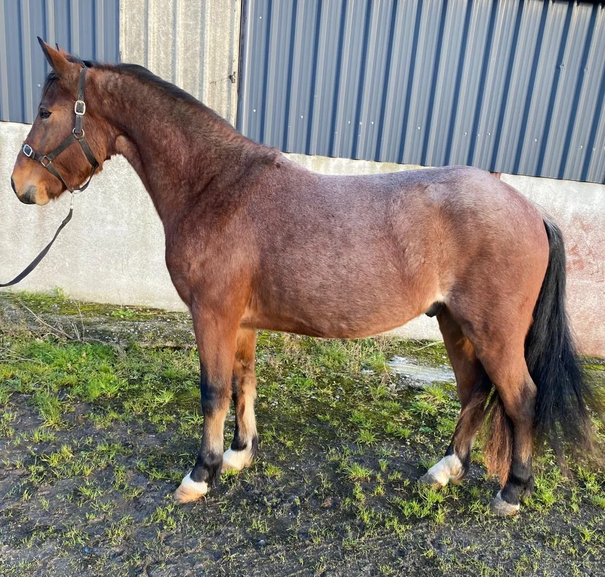 Lot 13 Clifden sales - Image 3