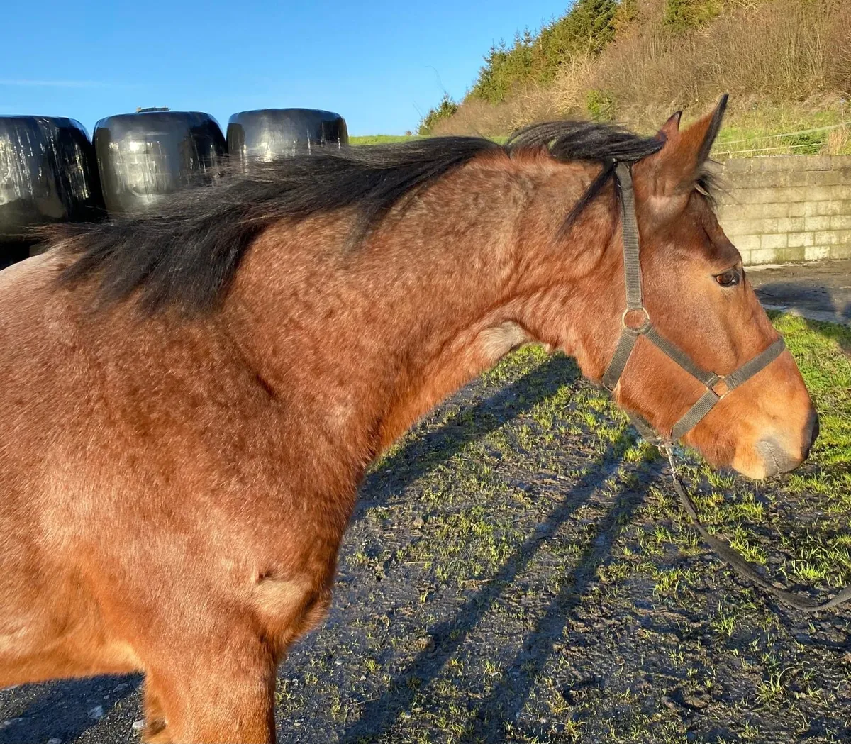 Lot 13 Clifden sales - Image 4