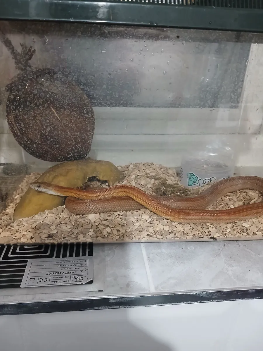 Corn Snake - Image 2