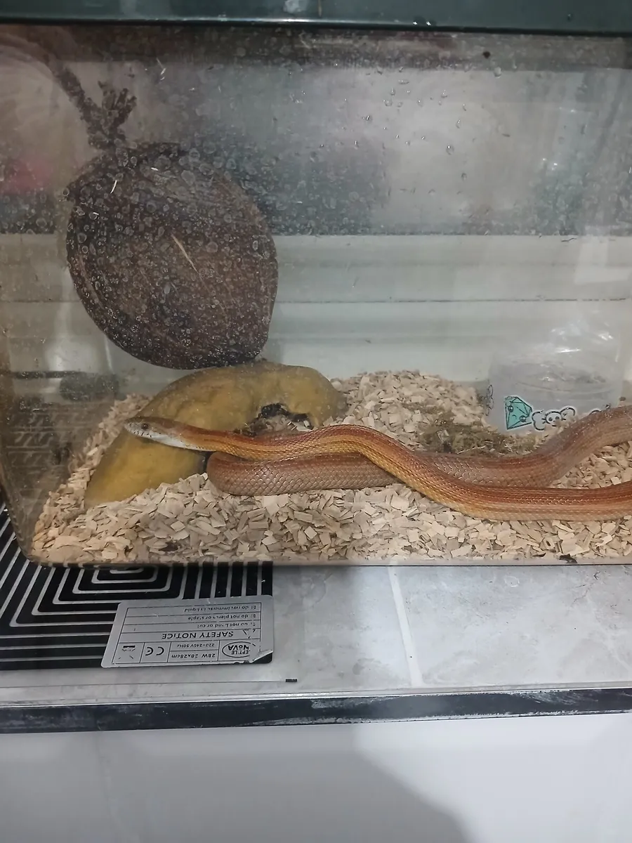 Corn Snake - Image 1