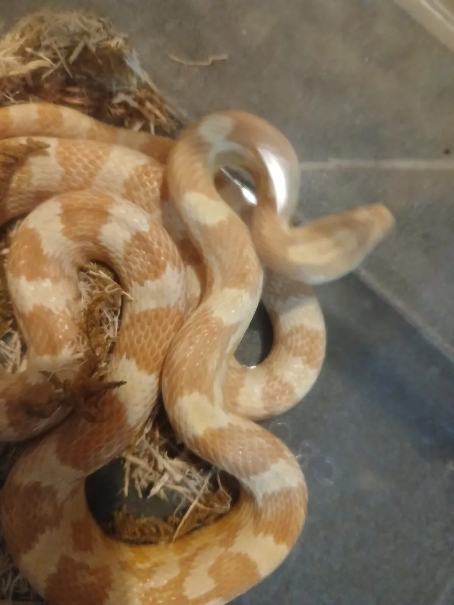Corn Snake - Image 3