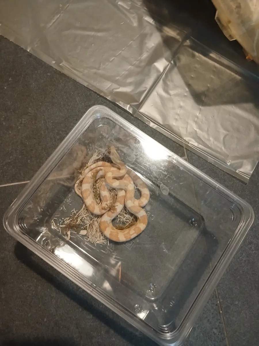 Corn Snake - Image 4