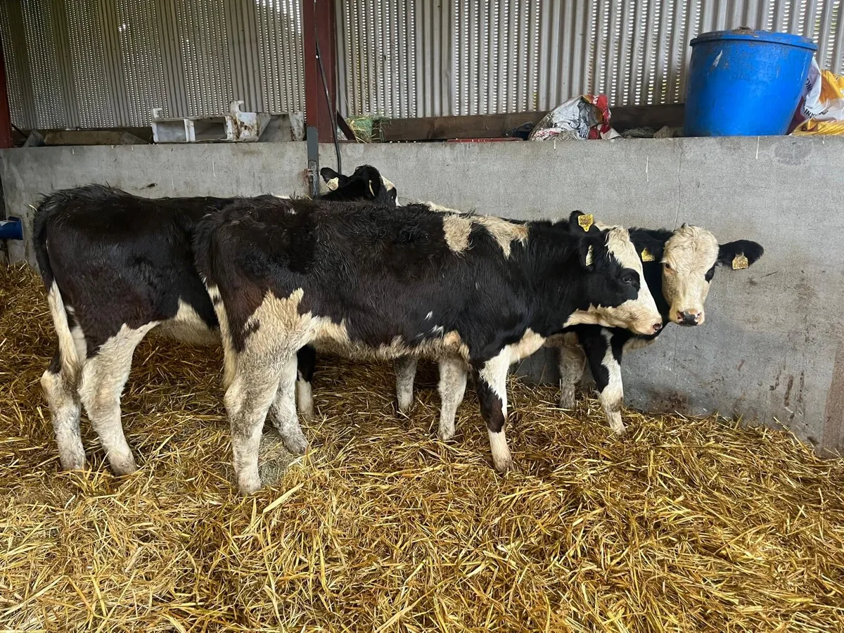 3 super  Simmental breeding heifers - Image 1
