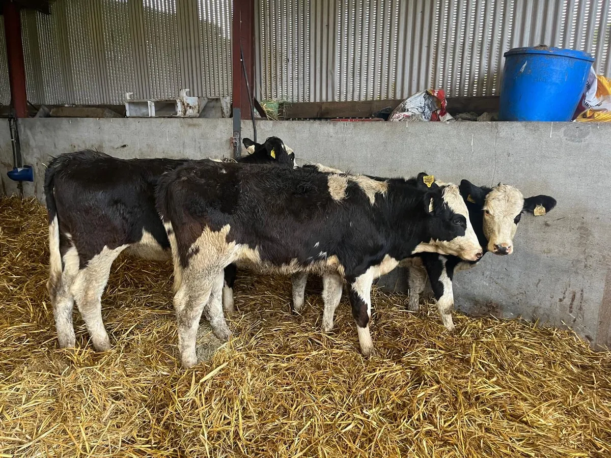 3 super  Simmental breeding heifers - Image 2