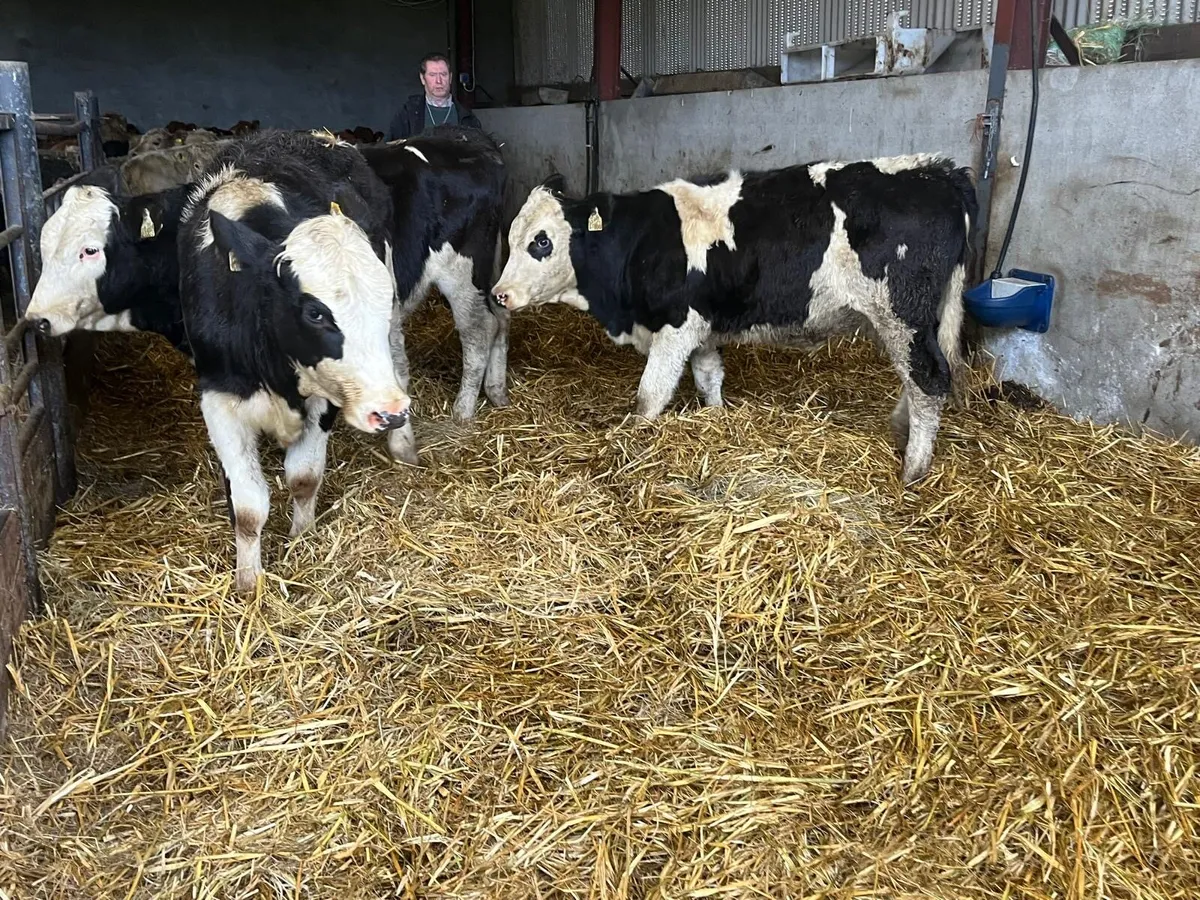 3 super  Simmental breeding heifers - Image 3