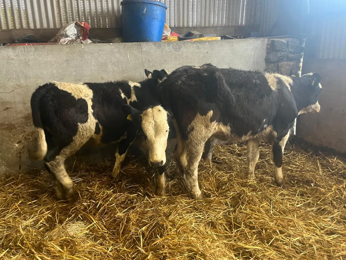 3 super  Simmental breeding heifers - Image 4