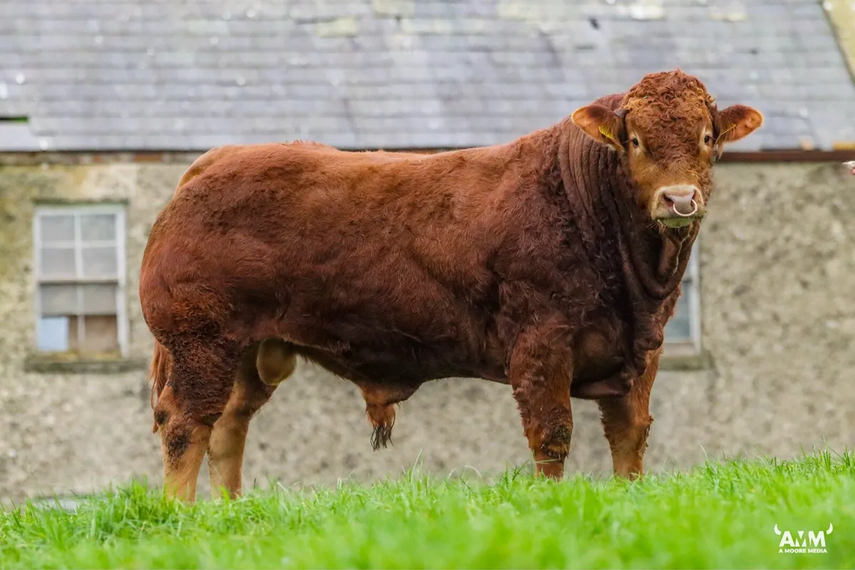 Pedigree Limousin Bull - Image 1